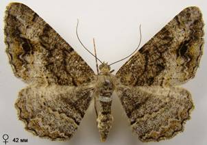A.bastelbergeri_2