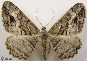 A.bastelbergeri_3