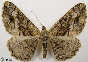 A.bastelbergeri_4