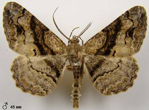 A.bastelbergeri_5