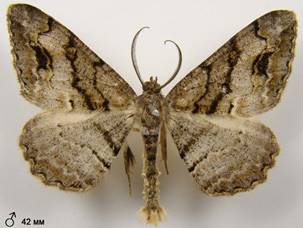 A.bastelbergeri_6