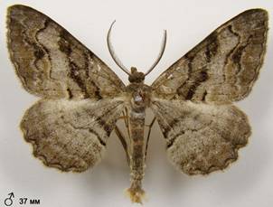 A.bastelbergeri_7