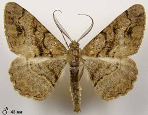 A.bastelbergeri_8