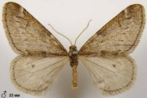 A.aescularia_1