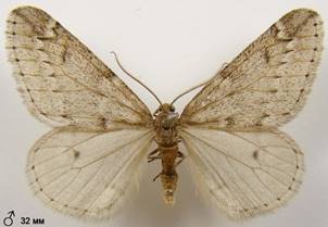 A.aescularia_2