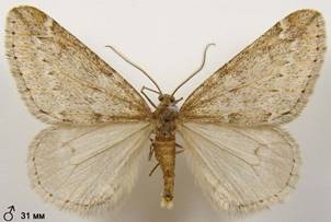 A.aescularia_5