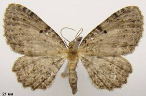 A.sparsata_1