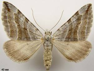 A.annexata_1