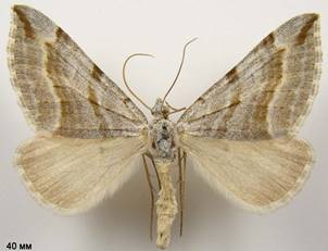 A.annexata_2