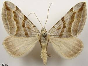 A.annexata_3