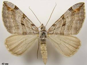 A.plagiata_1