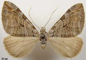 A.plagiata_2