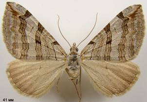 A.plagiata_3