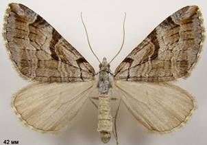 A.praeformata_1