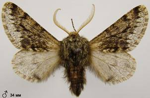 A.hispidaria_2