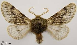 A.hispidaria_360
