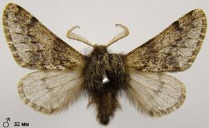 A.hispidaria_361