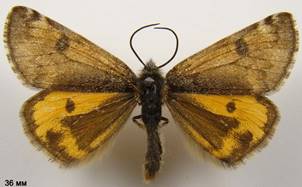 A.parthenias_1