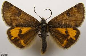 A.parthenias_2