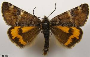 A.parthenias_3