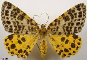 A.melanaria