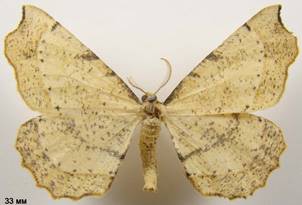 A.evonymaria_2