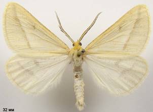 A.gilvaria_1