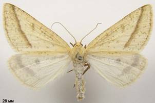 A.gilvaria_2
