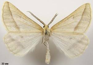 A.gilvaria_3