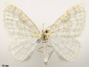 A.albulata_180