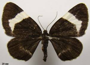 B.tibiale