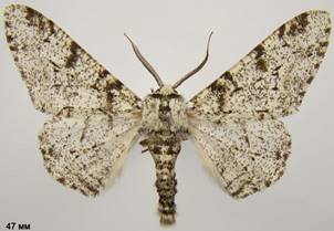 B.betularia_1