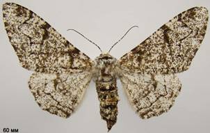 B.betularia_2
