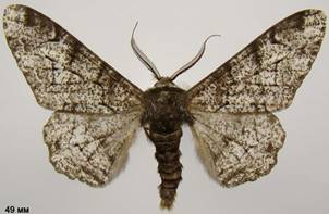 B.betularia_3
