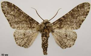B.betularia_4