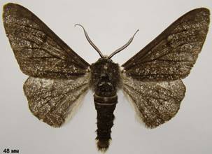 B.betularia_8