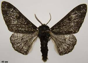 B.betularia_9