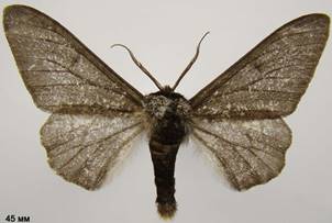 B.betularia_10