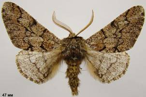 B.strataria_1