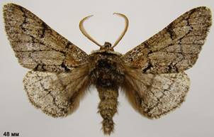 B.strataria_2