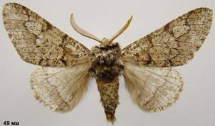 B.strataria_3