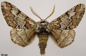B.strataria_4