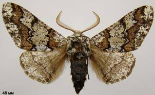 B.strataria_5