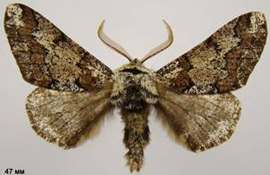 B.strataria_6
