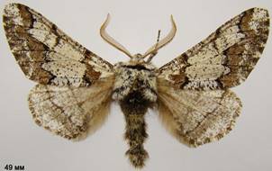 B.strataria_7