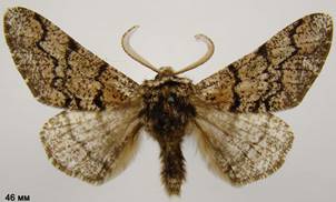 B.strataria_9