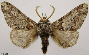 B.strataria_10