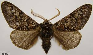 B.strataria_11