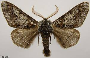 B.strataria_354