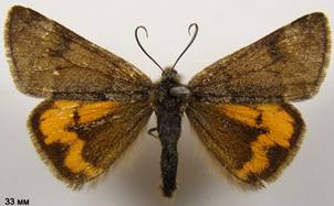 B.notha_1